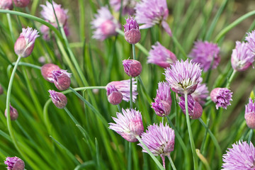 Flowering  perennial plants of the Siberian onion