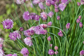 Flowering  perennial plants of the Siberian onion