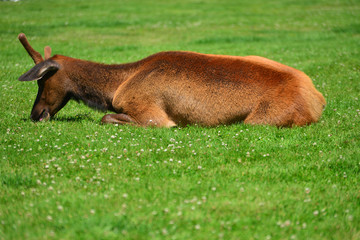 An elk lying in the green grass