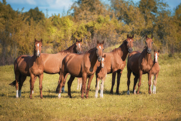 Herd of don breed horses with foals on the pasture in autumn