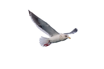isolated flying common seagull on white background. Seagull, Sea
