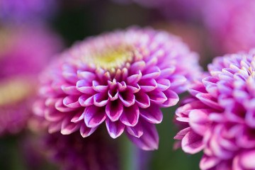 close up of beautiful pink chrysanthemum flowers