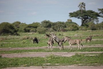 Naklejka na ściany i meble Zebra Botswana Africa savannah wild animal picture