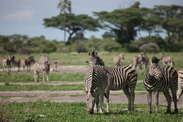Fototapeta premium Zebra Botswana Africa savannah wild animal picture