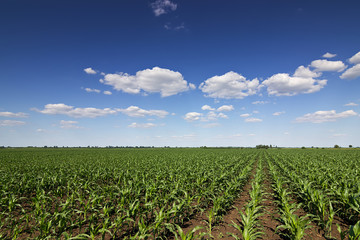 Green corn field,blue sky and sun on summer day.  Green corn field, Young green corn in field, selective focus   © allexxandarx
