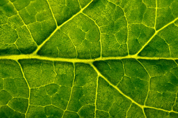 Fototapeta na wymiar closeup plant texture background