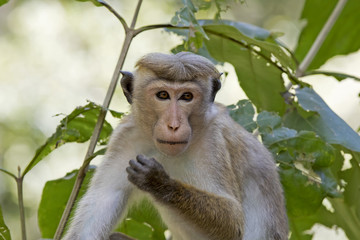 Toque Macaque (Macaca sinica) Udawalawa National Park, Sri Lanka