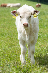 Junges Rind auf der Weide