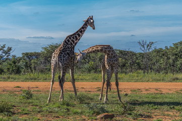 Giraffe teaching her offspring to fight in the Welgevonden Game Reserve in South Africa