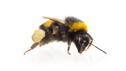 Bee, isolated on white