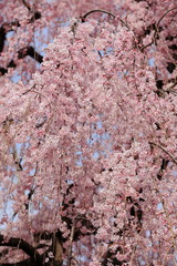 高楽寺の姫桜