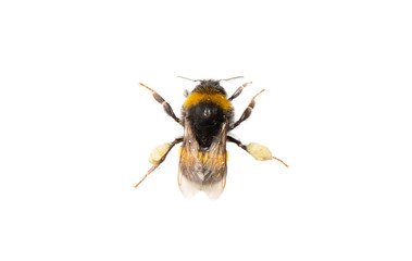 Bee, isolated on white