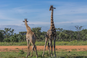 Giraffe teaching her offspring to fight in the Welgevonden Game Reserve in South Africa
