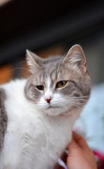 cat sitting on the edge of a terrace