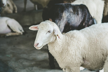Sheep at farm thailand.