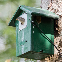 Young sparrow sitting in a birdhouse