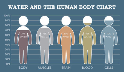 Water and the human body chart infographic