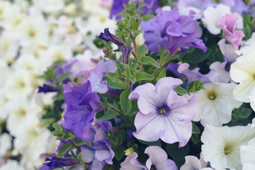 Blooming petunia flowers closeup