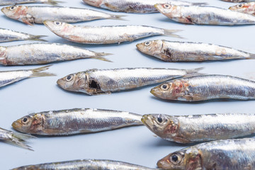 Sardine fishes in a row on a blue wet background