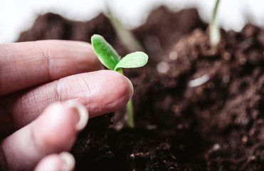 Young sprout in springtime,Closeup.