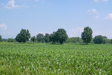 campo agricolo