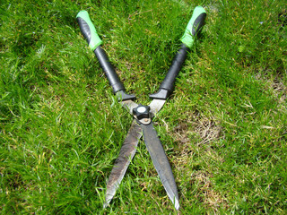 Obraz premium shears for shrubs