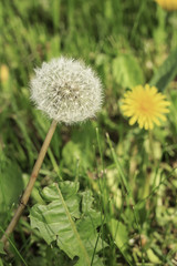 Dandelion yellow flower growing in spring time on the green grass
