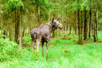 Moose (Alces alces). Adult cow standing in the spruce forest, ears forwards listening for something.
