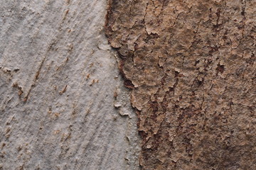 Wood Background  Texture and Abstract /OLYMPUS DIGITAL CAMERA