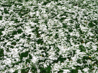 the grass after snow