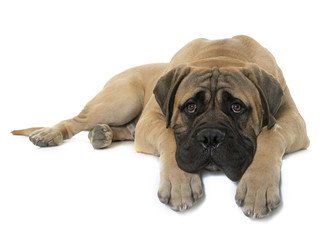 young bull mastiff in studio