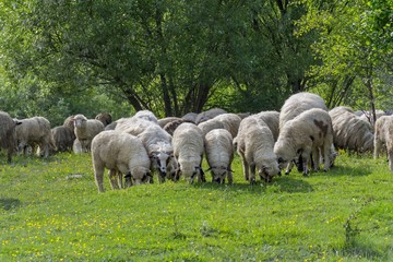 Group of sheep grazing on the pasture near forest
