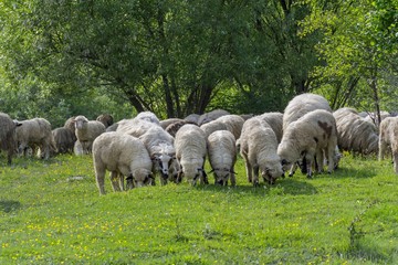 Obraz na płótnie Canvas Group of sheep grazing on the pasture near forest