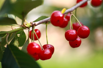 вишни на дереве