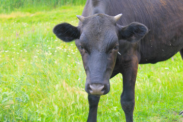 Black calf on the pasture