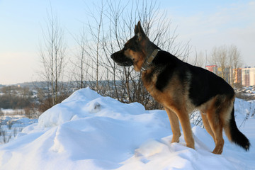 German shepherd dog on snow in winter day