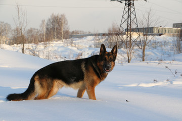 German shepherd dog on snow in winter day