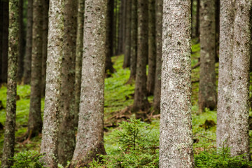 Fototapeta premium Forest