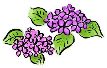 アジサイ（筆絵）