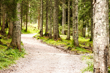 Fototapeta premium Forest