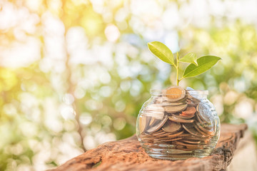 Plant Growing from Savings Coins. Saving and Interest Concept