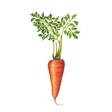 Hand drawn illustration of carrot