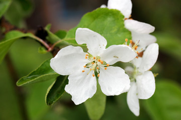 цветущая яблоня