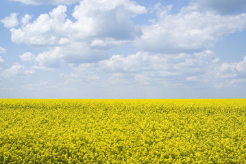 Obraz premium Bright yellow field of rapeseed in Ukraine