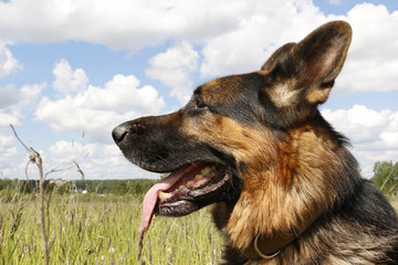 Dog german shepherd on the field in summer day