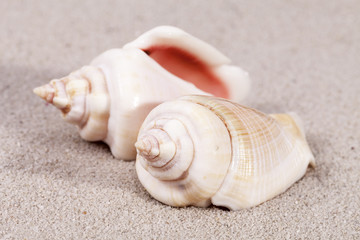 two sea shells lying on the sand, close up.