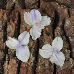 маленькие голубые цветы на фоне коры дерева крупным планом  © zelinskaalla