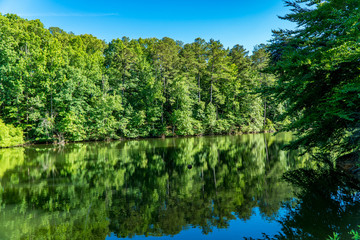 The geese in a bright day