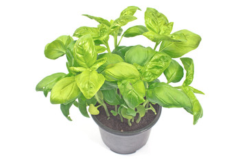 Basil herb in plastic pot isolated o white