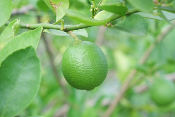 Lime fruit, Lime green tree hanging from the branches of it